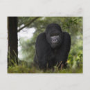 Search for silverback Endangered