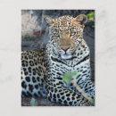Search for medium stamp postcards Animal