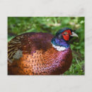 Search for red wood postcards Blue