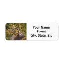 Search for bulls return address labels Elk