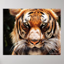 Search for malayan Mammal