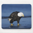 Search for alaska eagle mousepads Blue