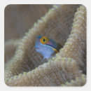 Search for fish head stickers Sea life