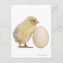 Search for egg photography Animal