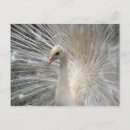 Search for peahen postcards Feathers