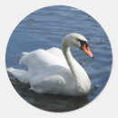 Search for mute swan stickers Nature