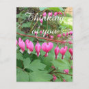 Search for bleeding postcards Nature