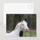 Search for pinto postcards Animal