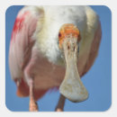 Search for beak stickers Bird