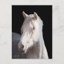 Search for bashkir Horse