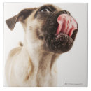 Search for dog breed tiles Animal