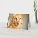 Search for pet sitting cards Golden retriever
