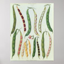 Search for bean posters Vegetable