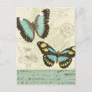 Search for bug collage postcards Butterfly