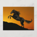Search for horse sunset postcards Silhouette