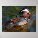 Search for bird man art Duck