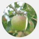 Search for apple trees stickers Food