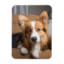 Search for long haired dog magnets Canine