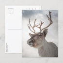 Search for reindeer postcards Norway