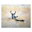 Search for buck and doe art Mule deer