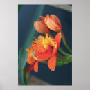 Search for orange orchid posters Floral