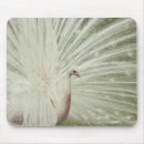 Search for albino electronics Bird