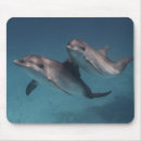 Search for dolphin mousepads Nature