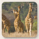 Search for herd coasters Walking