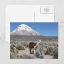 Search for bolivia postcards Llama