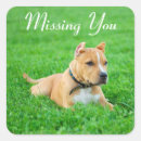 Search for american pitbull stickers Puppy