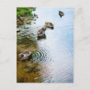 Search for wild duck postcards Waterfowl