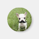 Search for moustached magnets Dog