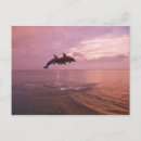 Search for bottlenose postcards Wildlife