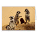 Search for meercat Meerkat