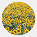 Search for sunflower fields stickers Nature