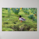 Search for mallards posters Nature