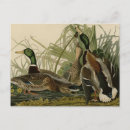 Search for audubon birds of america postcards Duck