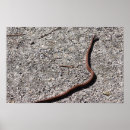 Search for snake posters Wildlife