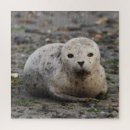 Search for seal puzzles Wild