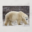 Search for hudson bay postcards Bear