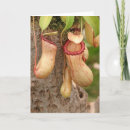Search for carnivorous plant cards Plants