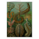 Search for biology cards Ernst haeckel