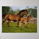 Search for chestnut posters Mare