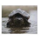 Search for love turtles posters Fun