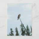 Search for ospreys postcards Sky