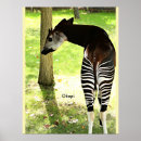 Search for okapi posters Africa