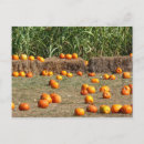 Search for harvest autumn postcards Pumpkin