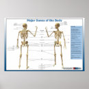 Search for bones posters Anatomy