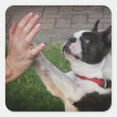 Search for domestic animals stickers Dog