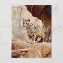 Search for nature leopard postcards Jungle